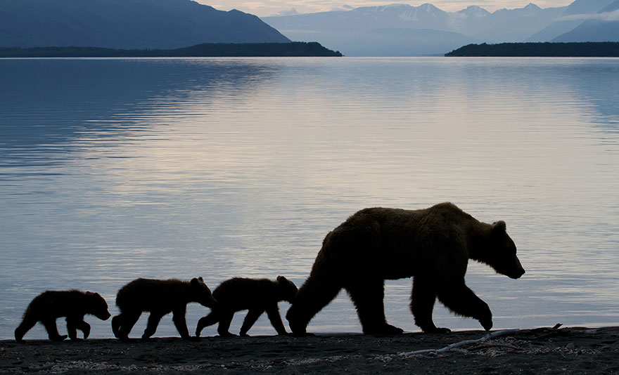 10 cuccioli a scuola da mamma orsa (FOTO)