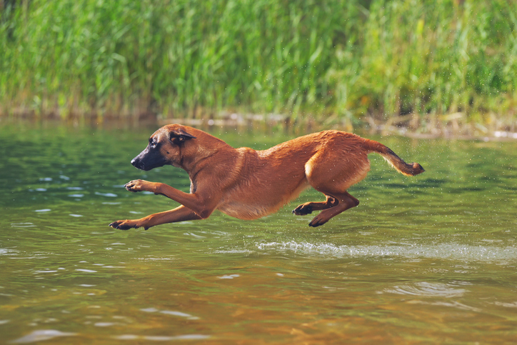 pastore belga Malinois