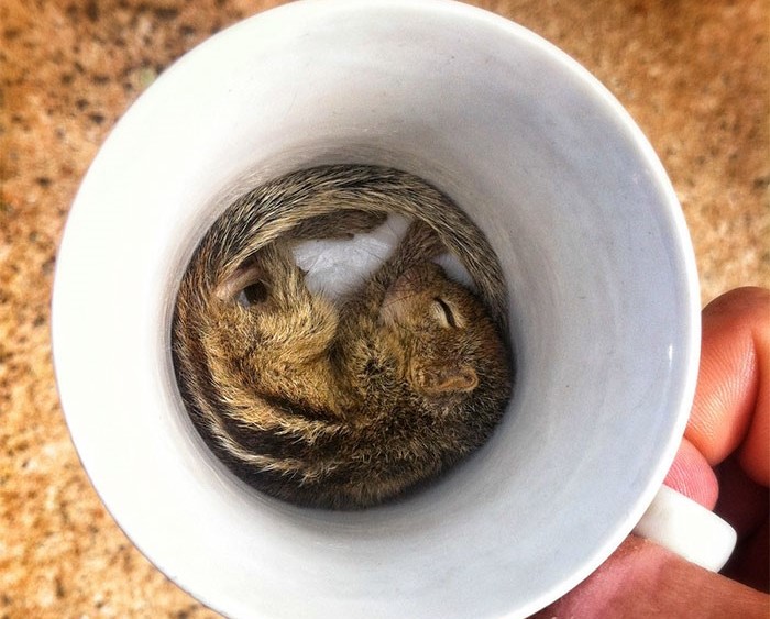 piccolo-scoiattolo-in-una-tazza