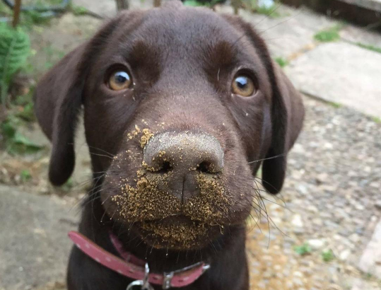 primo-piano-cucciolo-labrador