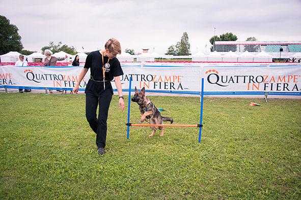 prova-di-agility-dog