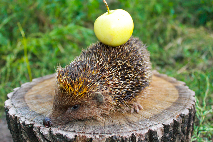 10 animali che salutano l'autunno (FOTO)