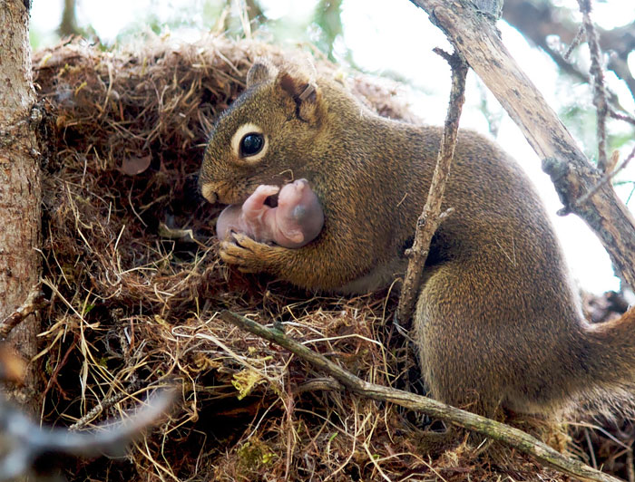 scoiattolo-con-piccolo