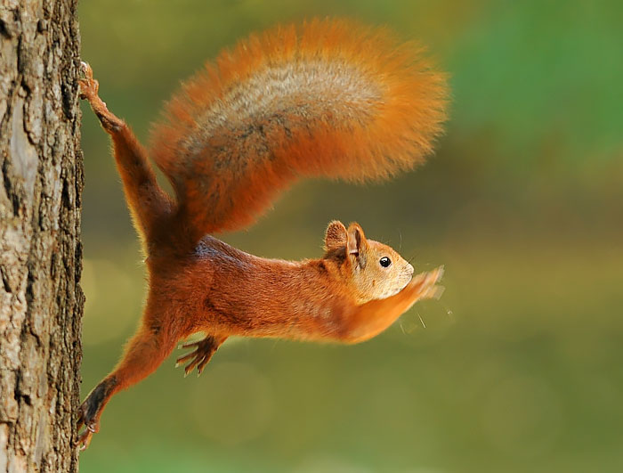 scoiattolo-su-un-albero