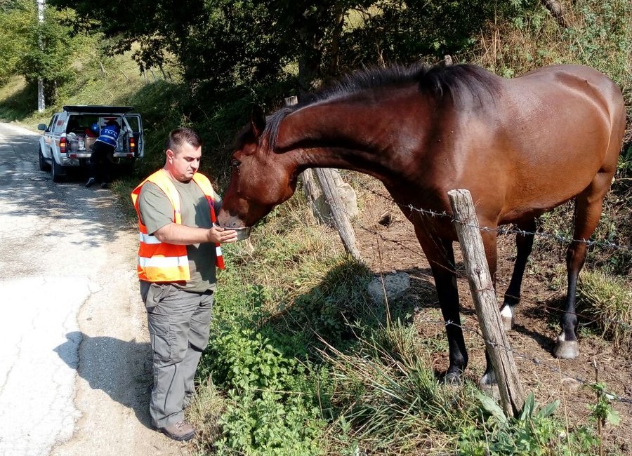 uomo fa bere un cavallo