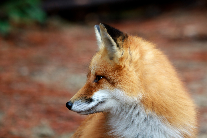 caccia ala volpe ,volpe, 10 animali che salutano l'autunno (FOTO)