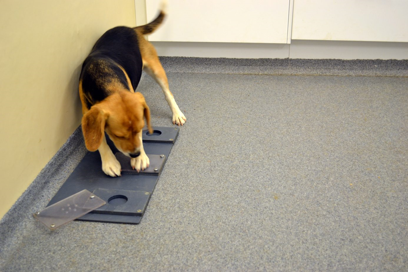 Cane, in 5 geni il segreto di un'antica amicizia