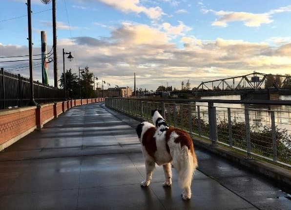 cane-san-bernardo-trasporta-cane-papillon