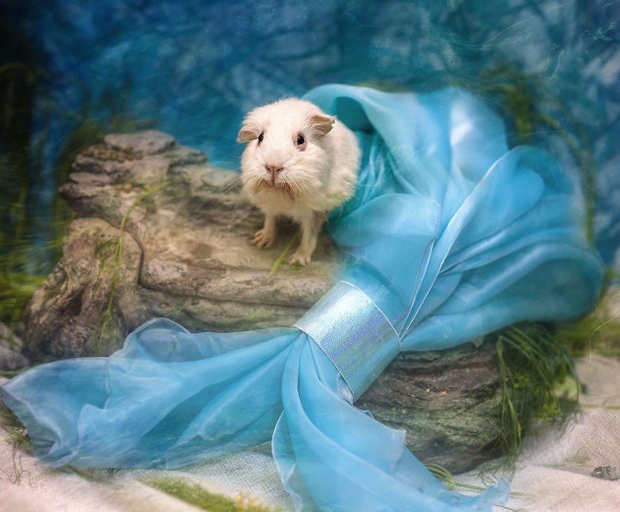 cavia-e-drappo-azzurro