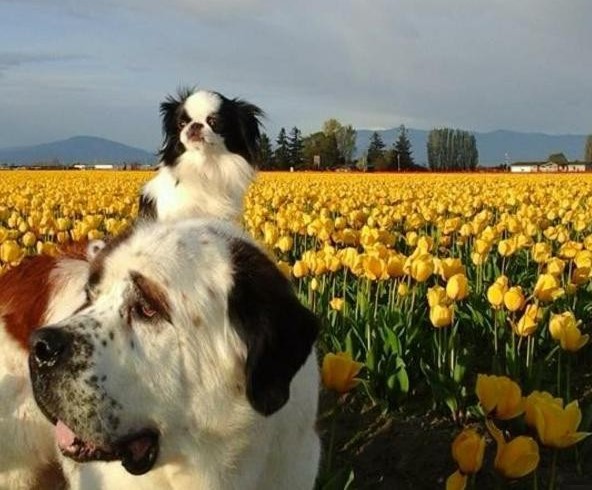due-cani-in-un-campo-di-tulipani