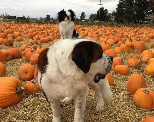 due-cani-in-un-campo-di-zucche