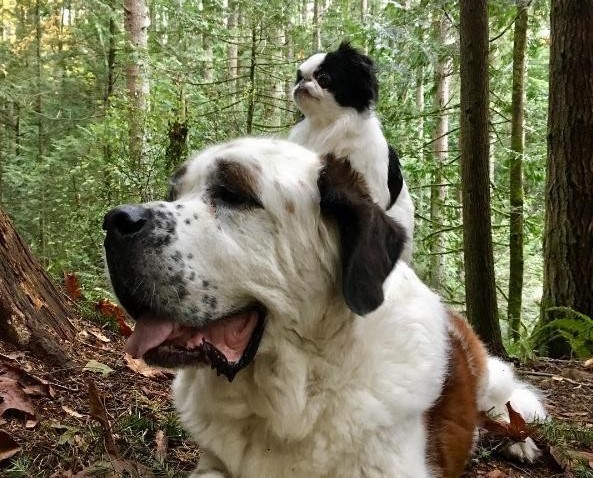due-cani-nel-bosco