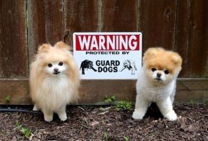 10 cattivissimi cani da guardia (FOTO)