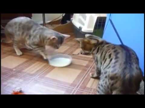 Due gatti e la danza del latte (VIDEO)
