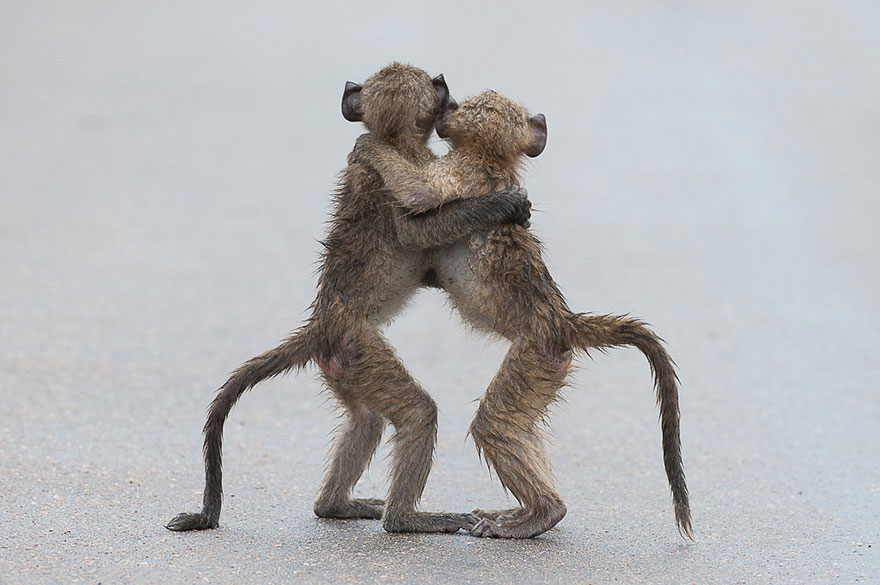 due-scimmiette-abbracciate