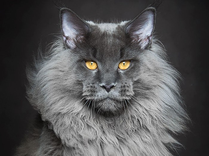 esemplare-di-maine-coon