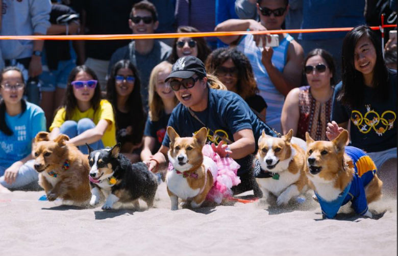 gara-corsa-corgi-in-spiaggia