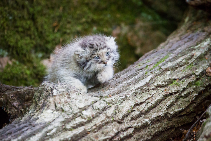 Gatto di Pallas