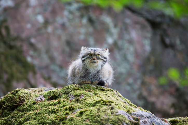 Gatto di Pallas