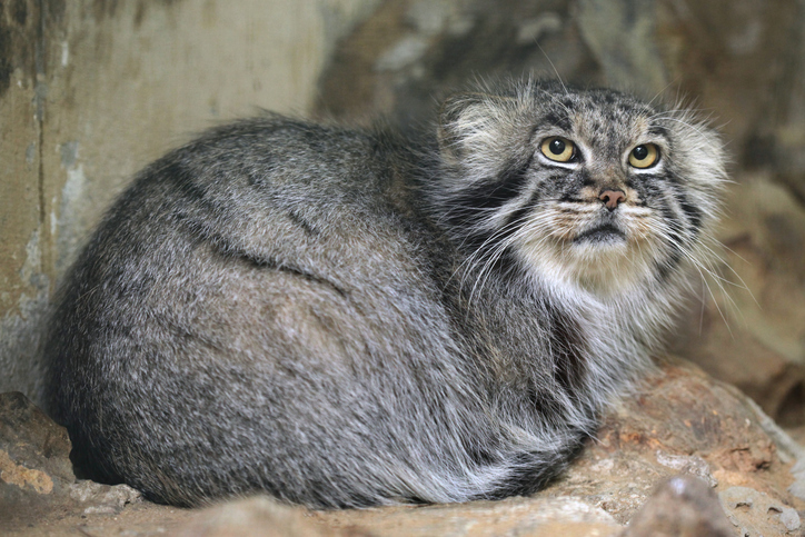 Gatto di Pallas