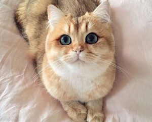 10 gatti più belli del mondo (FOTO)