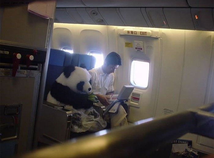 panda-in-cabina-daereo