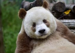 Qizai, il panda marrone che fa impazzire il mondo (FOTO)