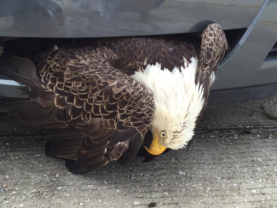 aquila-impigliata-in-un-auto