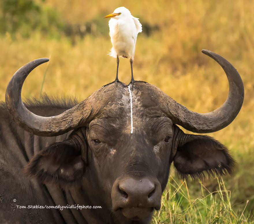 bufalo-con-airone-in-testa