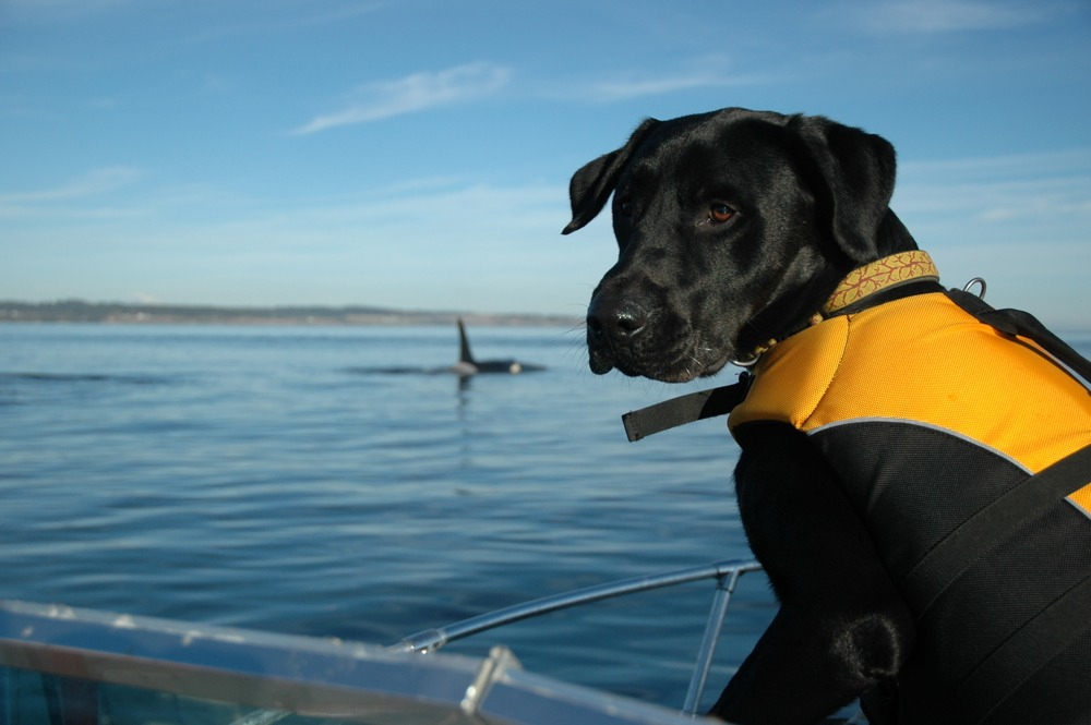 Tucker, biologo a 4 zampe salva balene