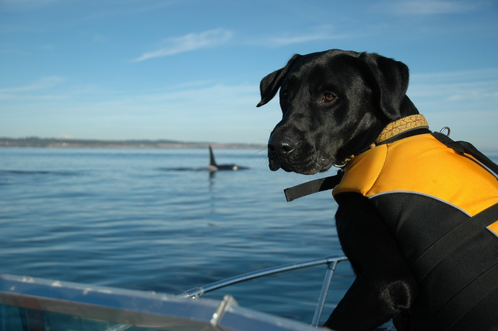 cane-al-mare