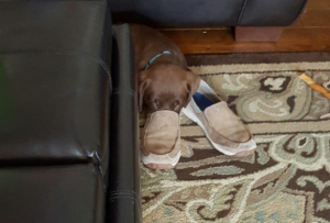 10 cani belli addormentati dove capita (FOTO)