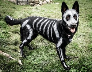 10 cani prontissimi per Halloween (FOTO)