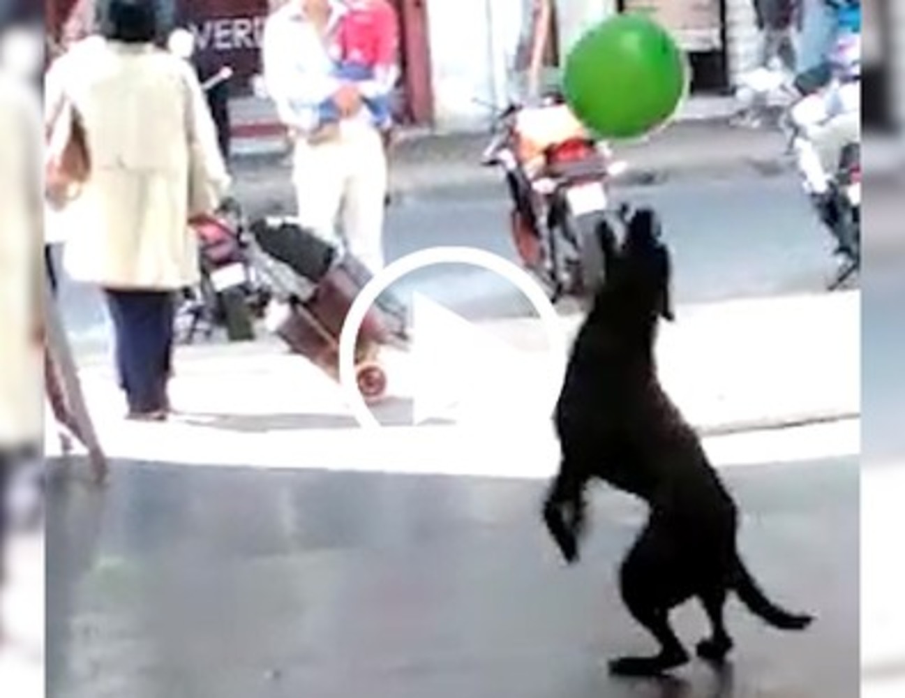 Cane che gioca, gioia allo stato puro (VIDEO)