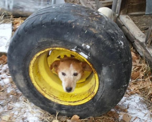 cane-incastrato-in-una-ruota