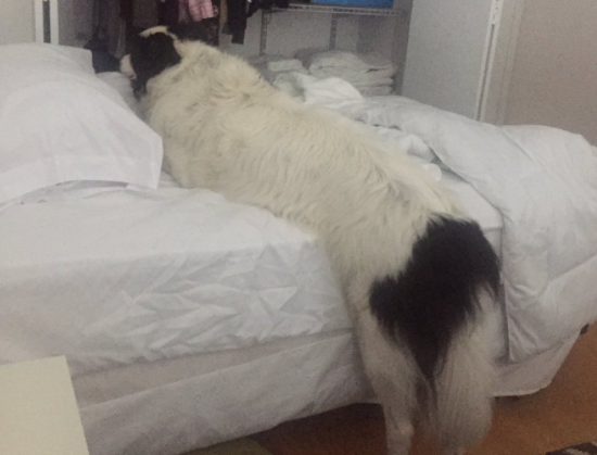 cane-su-letto