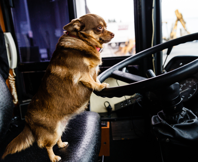 Dog Bus Driver