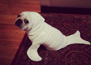 10 cani prontissimi per Halloween (FOTO)