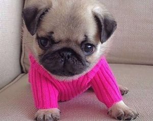 10 animali in pullover (FOTO)