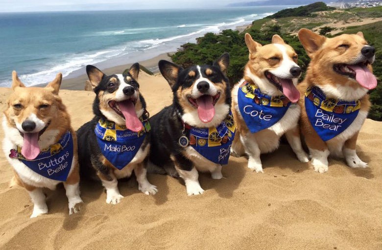 cinque-corgi-in-spiaggia