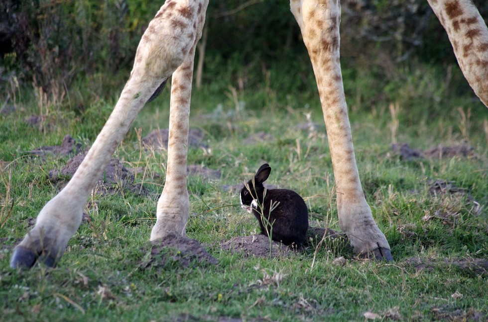 conigli-tra-zampe-di-giraffa