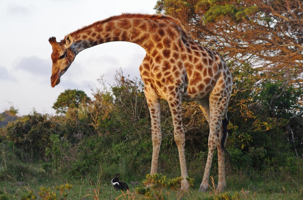 coniglio-e-giraffa