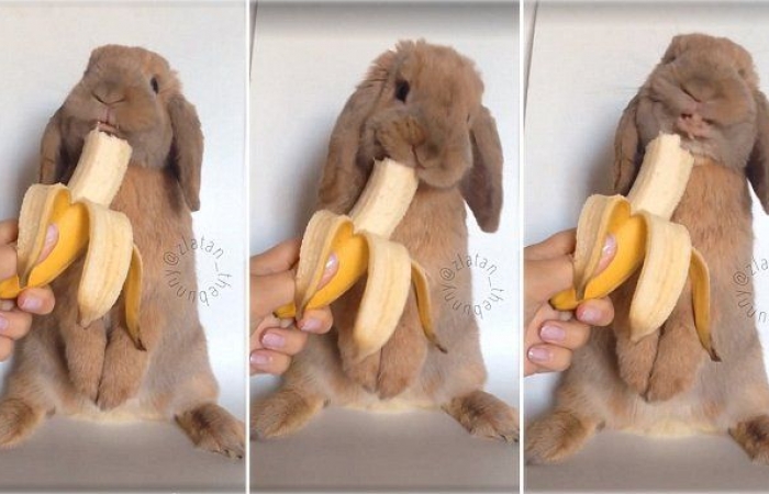 Zlatan, il coniglio che non ama le carote (VIDEO)