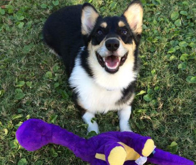 corgi-con-peluche-sullerba