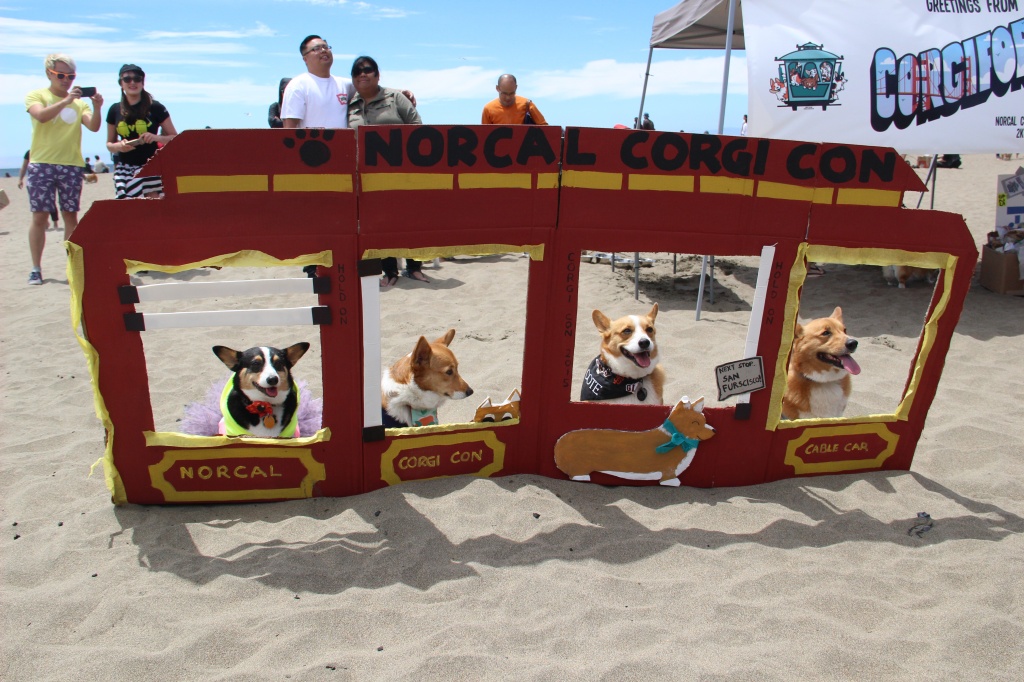 corgi-in-spiaggia