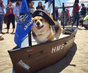 Corgi, il grande raduno dei cani della regina (FOTO)