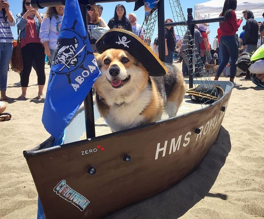 corgi-vestito-da-pirata