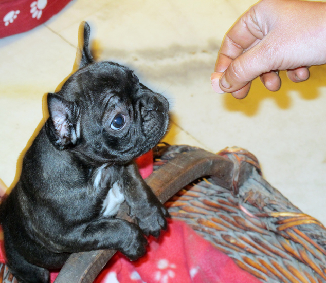 quanto mangiare cucciolo bulldog francese