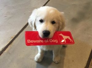 10 cattivissimi cani da guardia (FOTO)