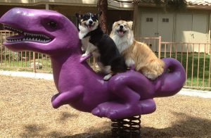 10 animali che strappano sorrisi (FOTO)